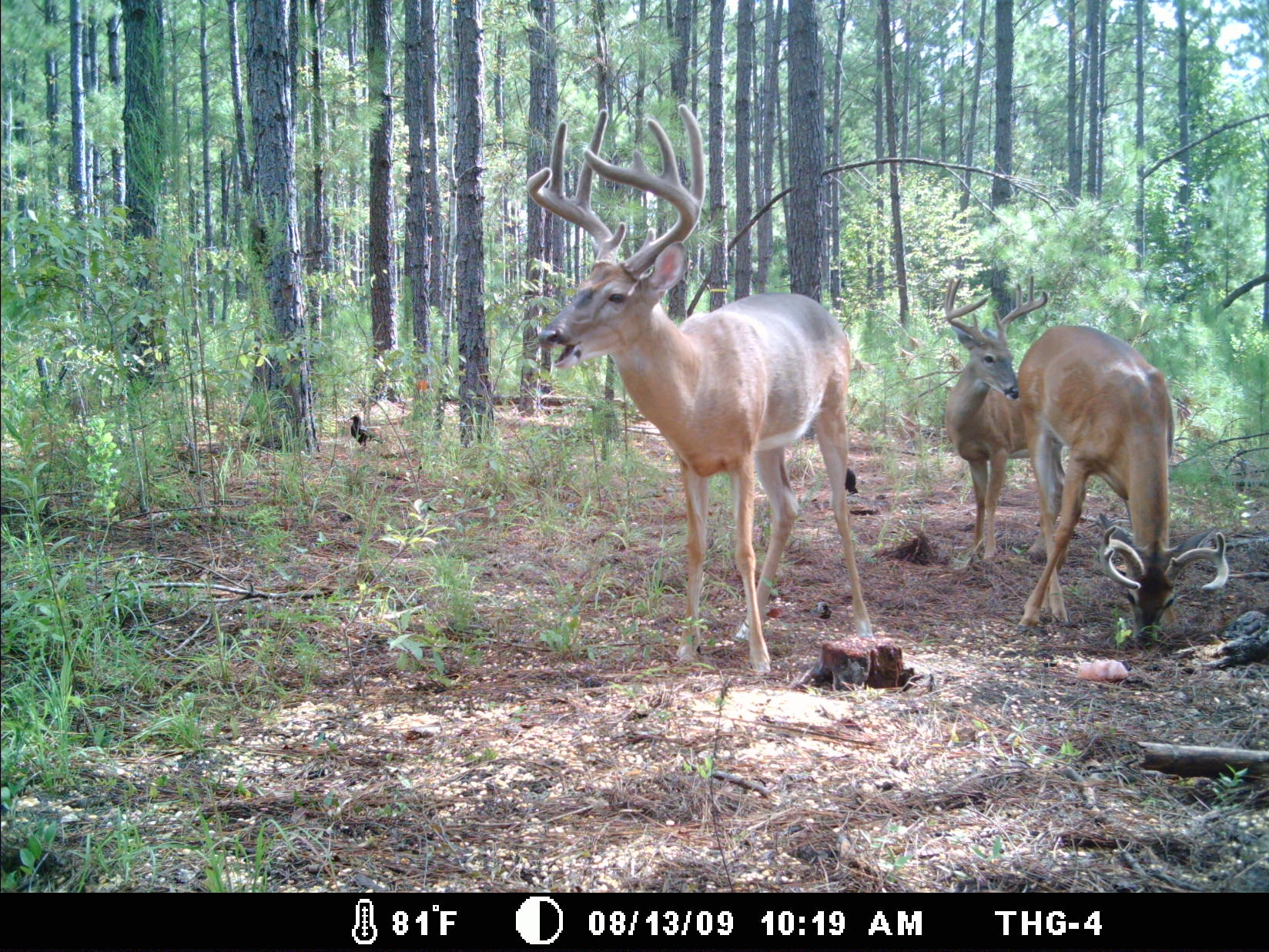 Trail Cameras – the Good, the Bad, and the Ugly « Toxie Givens1648 x 1236